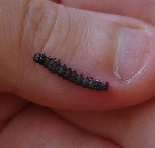 IDENTIFICAZIONE BRUCHINO APPENA TROVATO...!